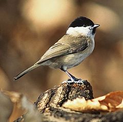 Лъскавоглав синигер (Parus palustris)